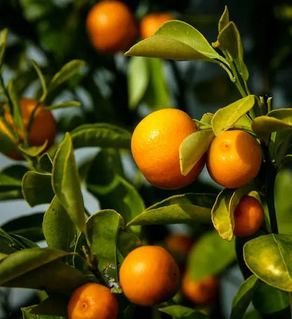 Exotic Orange Fruit Seeds for Planting: Brighten Your Garden