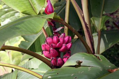 Dark Pink Banana Seeds for Planting - Grow Delicious Fruits