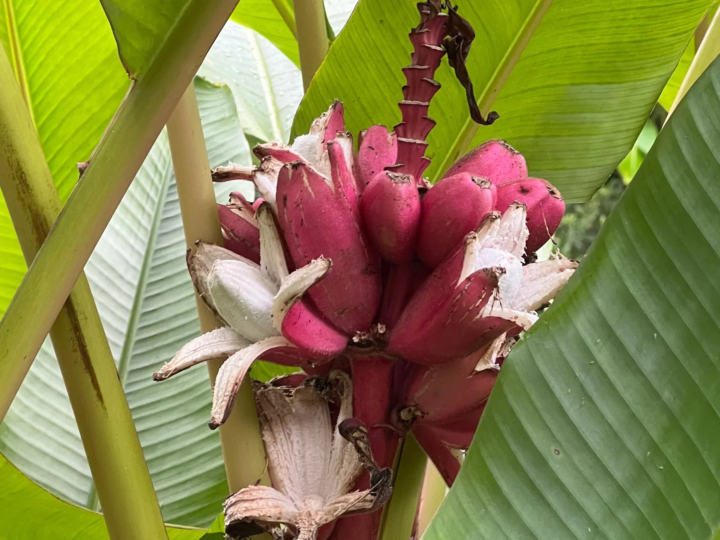 Plant Pink Banana Seeds - Grow Distinctive Pink Bananas in Your Garden