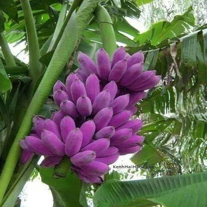 Purple Banana Fruit Seeds for Planting
