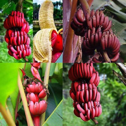 Dark Red Banana Fruit Seeds for Planting - Grow Sweet and Delicious Bananas