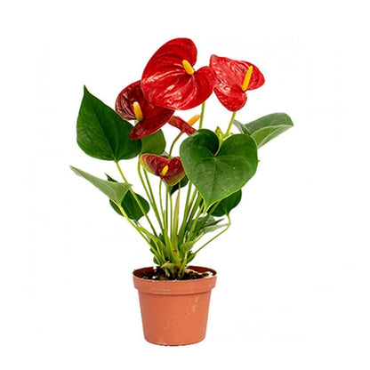 Exotic Red and Yellow Anthurium Seeds for Planting