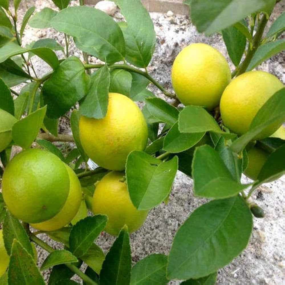 Red Lemon Fruit Seeds Yellow Planting