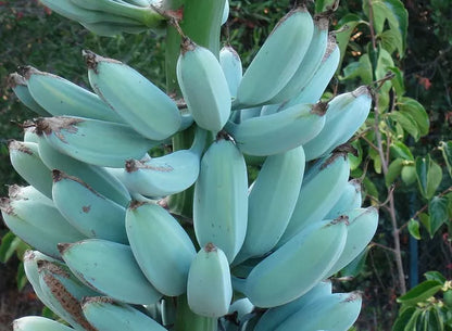 Sky Blue Banana Seeds for Planting - Exotic Fruit for Your Garden