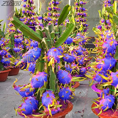 Sky Blue Pitaya Fruit Seeds for Planting - Exotic Tropical Delights