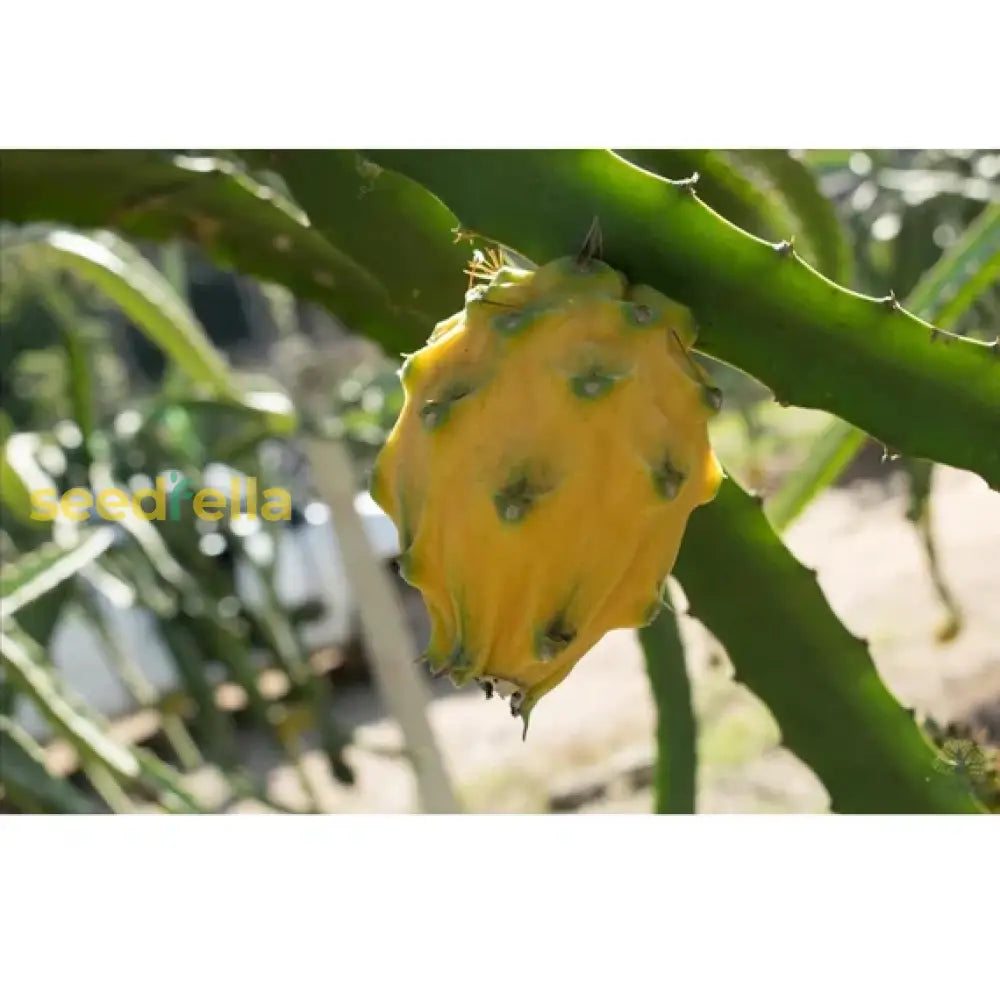 Yellow Dragon Fruit Planting Seeds Grow Exotic Pitaya at Home