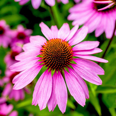 Coleus Flower seeds for Planting - Pollinator Friendly, Heirloom & GMO Free Seeds for Home Garden