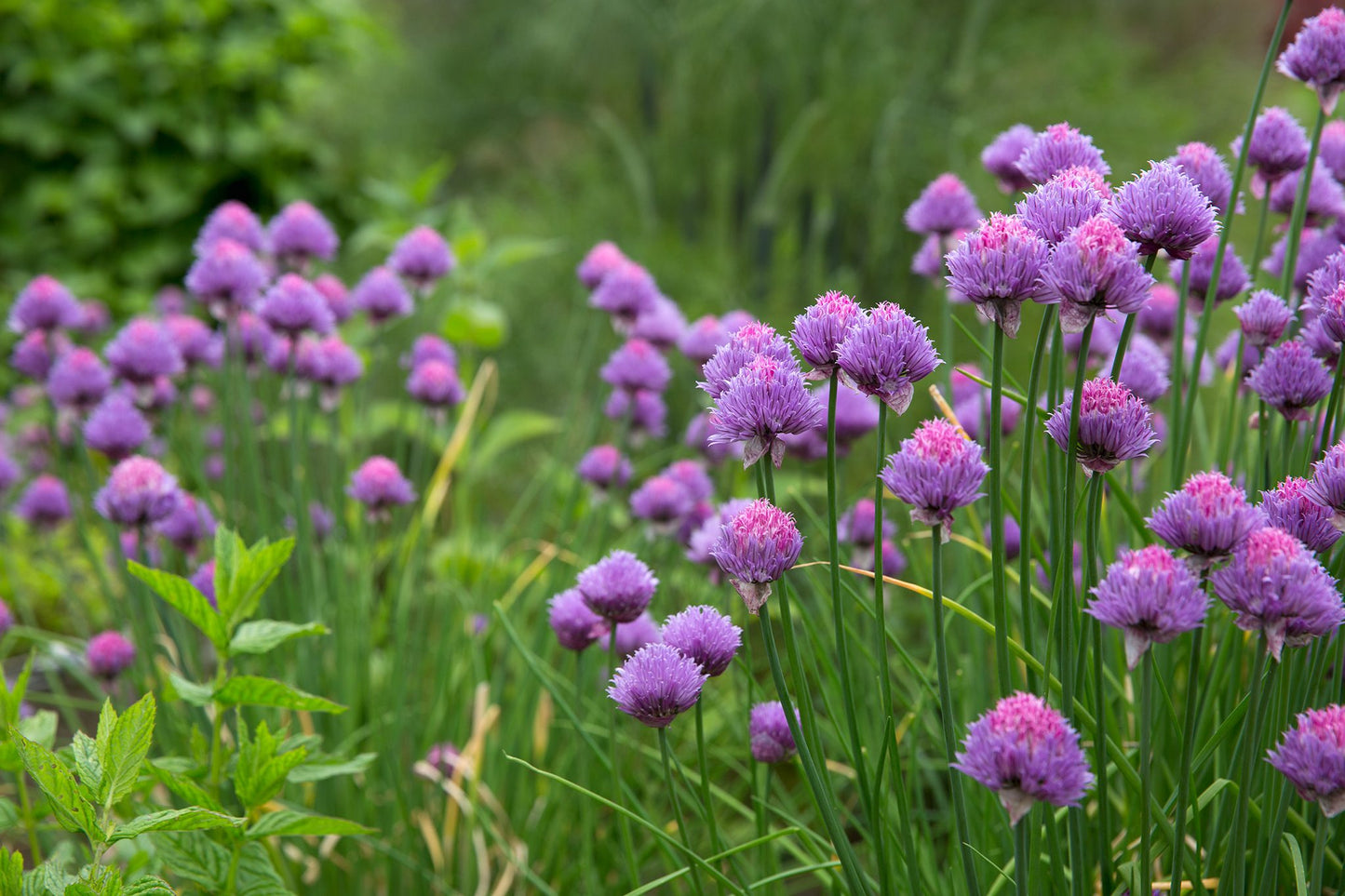 Chive Herb Seeds