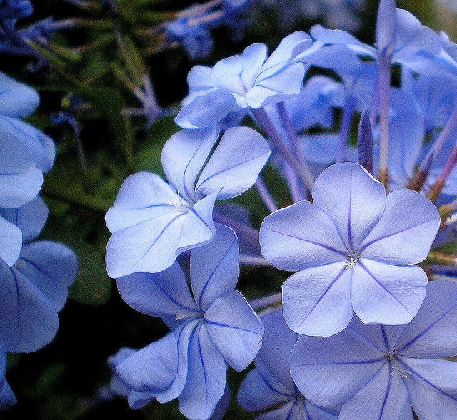 Sky Blue Periwinkle Flower seeds for Planting Garden Favorite Heirloom & GMO Free Seeds for Home Garden 
 
 Sale