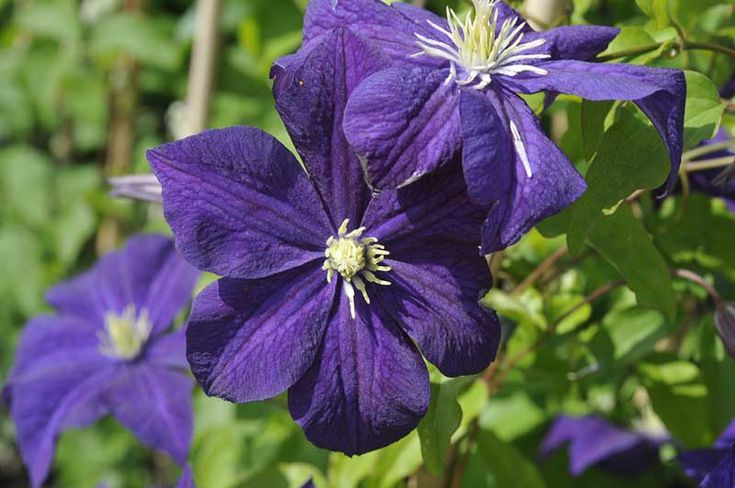 Purple Clematis Flower Seeds
