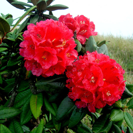 Rosebay Rhododendron Flower Seeds
