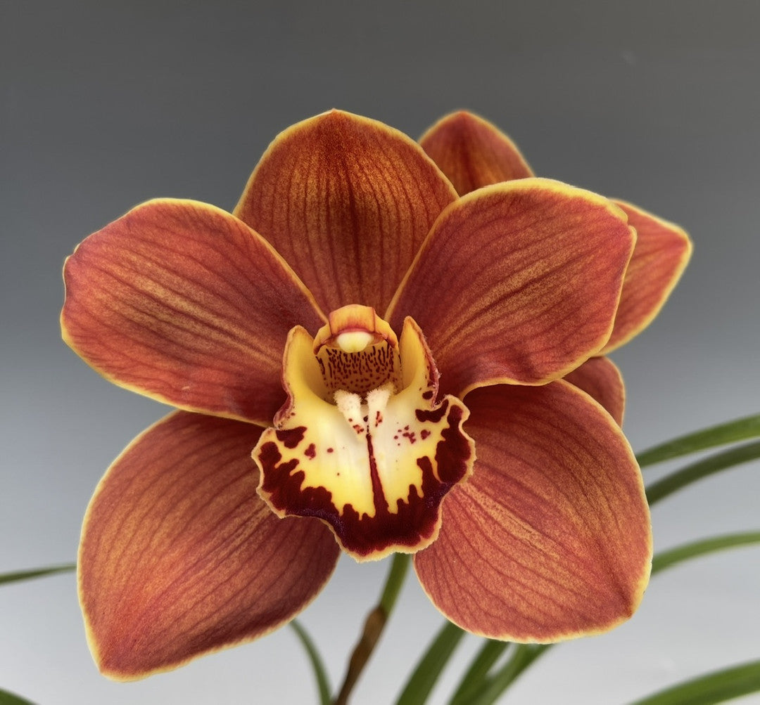 Cymbidium Orchid Flower Seeds