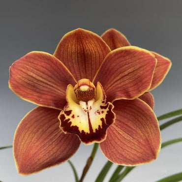 Cymbidium Orchid Flower Seeds