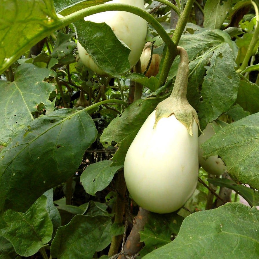白ナスの野菜の種
