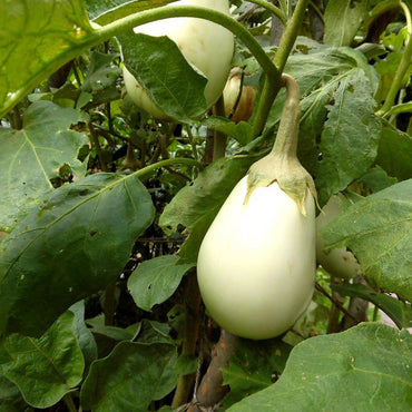 Semi di melanzana bianca
