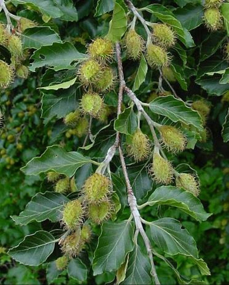 Fagus Sylvatica Tree Seeds for Planting – Heirloom, Non-GMO, Perennial, Easy to Grow