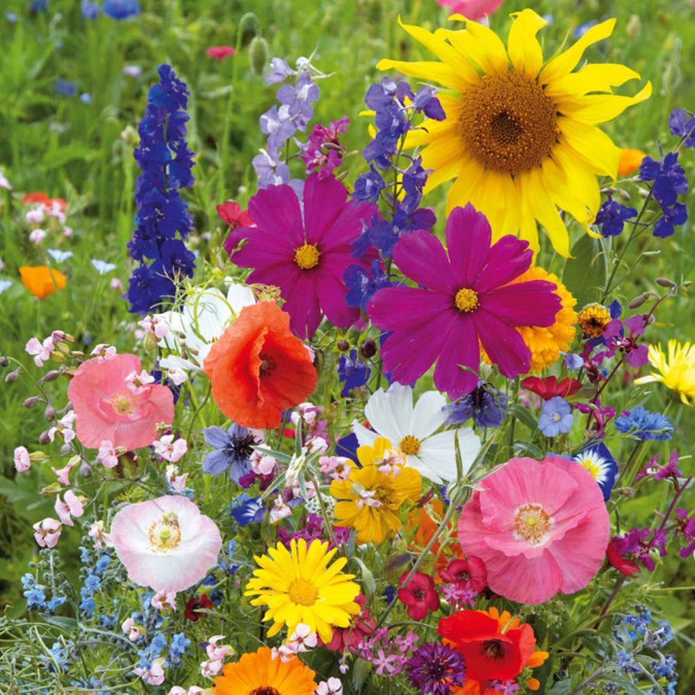 Wildflower mix Flower Seeds