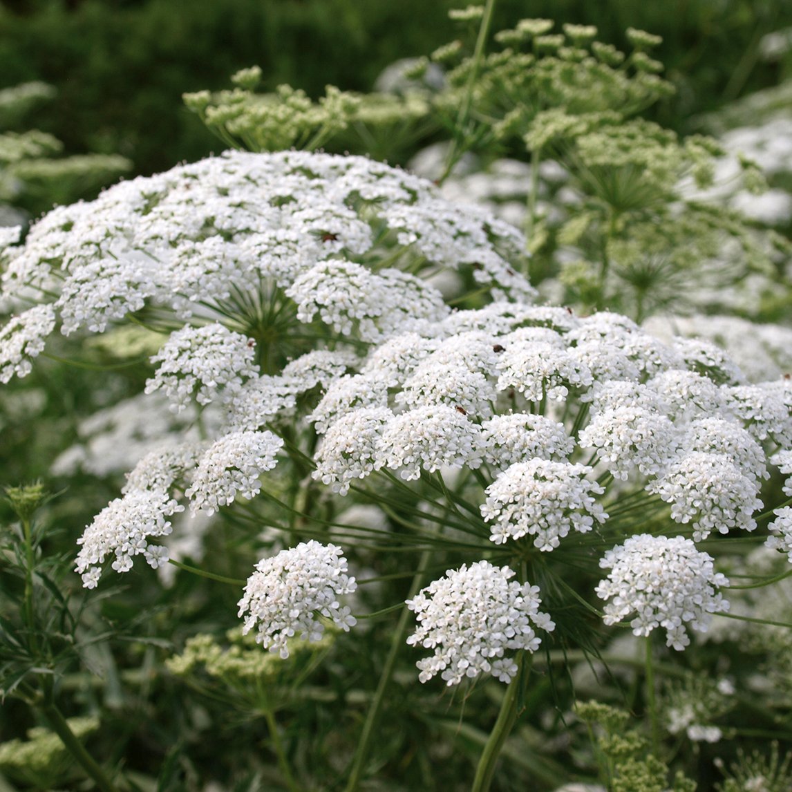 False Queen Anne's Lace Flower Seeds