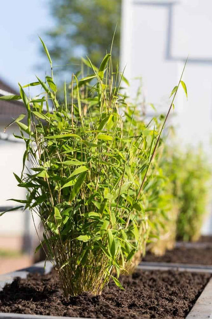 植え付け用ファルゲシア竹の種