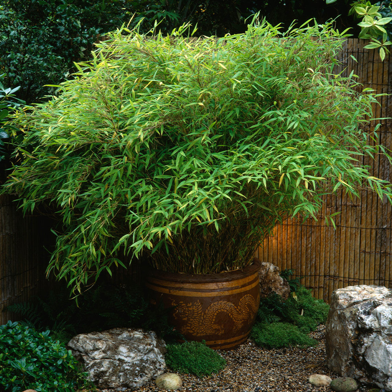 Fargesia Bamboo Tree Seeds For Planting heirloom non-gmo organic garden seeds