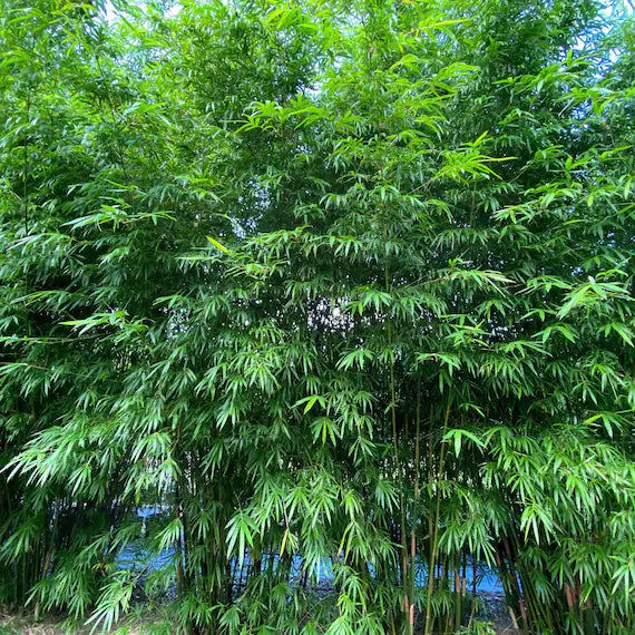 植え付け用ファルゲシア竹の種