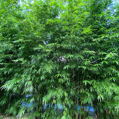 植え付け用ファルゲシア竹の種