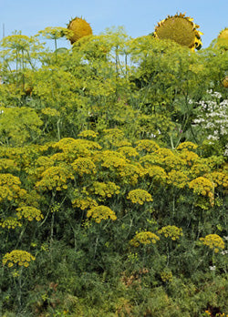 Dill Seeds - Bouquet (Anethum graveolens)