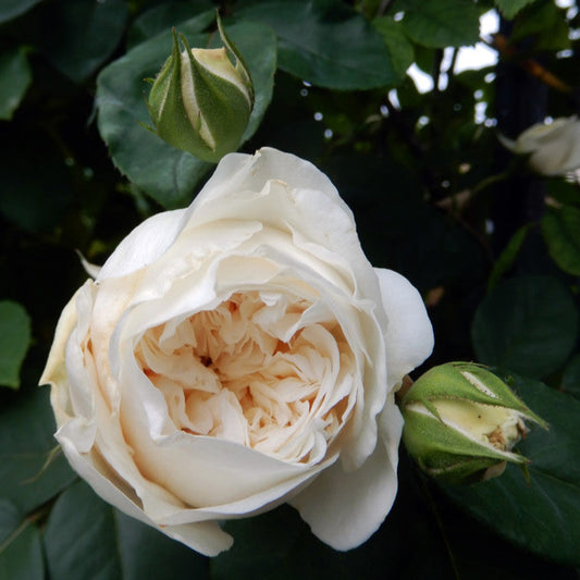 Climbing Sombreuil Rose - Elegant White Climbing Rose Bush for Your Garden