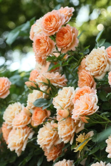 Climbing Winter Sunset Rose - Warm Orange & Pink Climbing Rose Bush for Your Garden