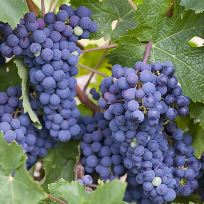 Wine Grape Fruit Seeds