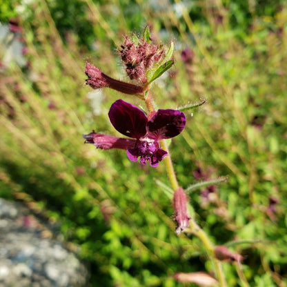 Cuphea 'Purple Passion' Flower Seeds