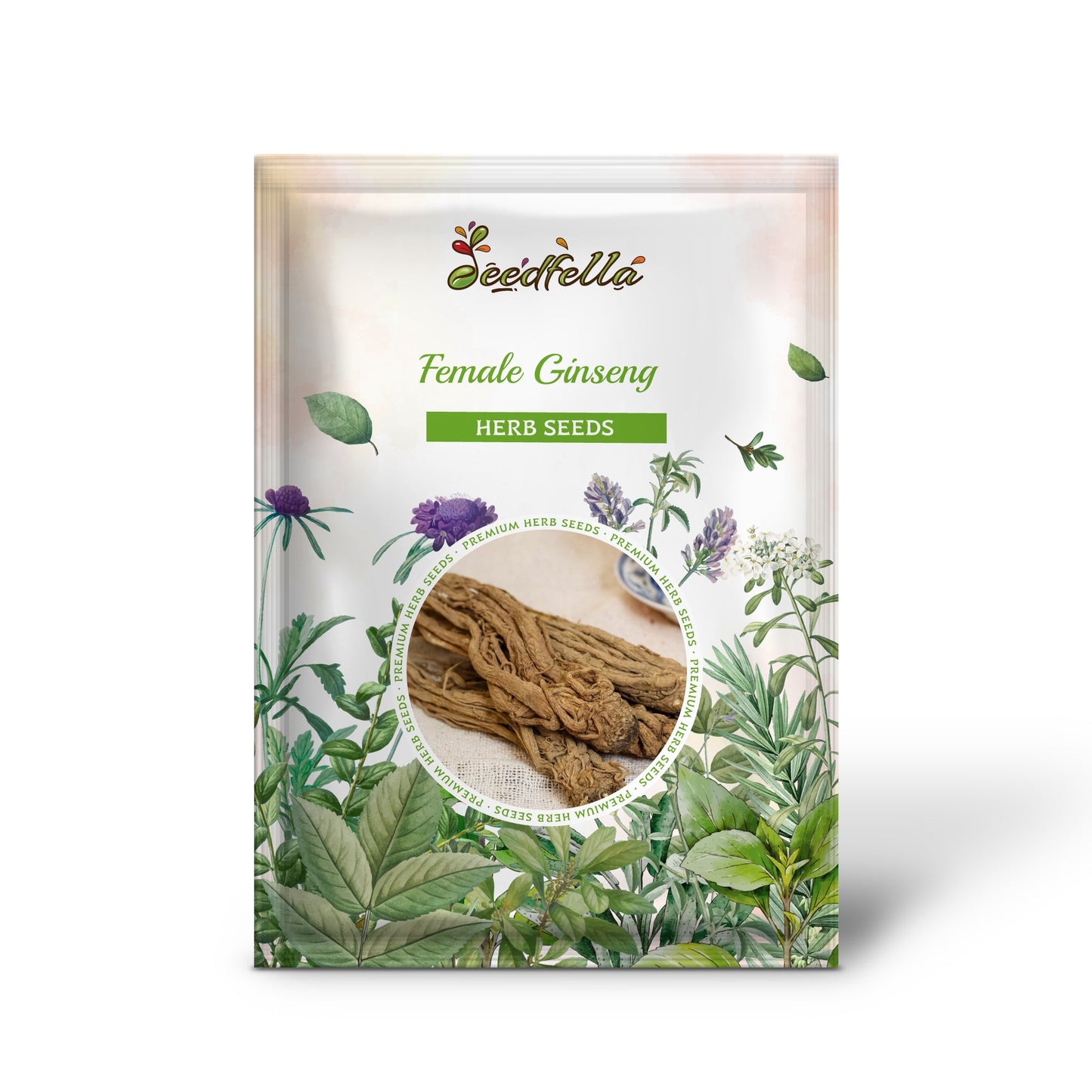 Female Ginseng Dong Quai Chinese Angelica Sinensis Herb White Flower Seeds heirloom non-gmo organic garden seeds