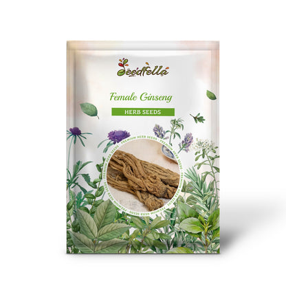 Female Ginseng Dong Quai Chinese Angelica Sinensis Herb White Flower Seeds heirloom non-gmo organic garden seeds