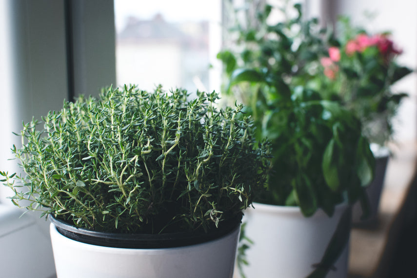 Aromatic Herb Seeds: Planting Foeniculum