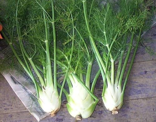 Sweet Florence Fennel (Foeniculum vulgare Azoricum) Herb Vegetable Flower Seeds