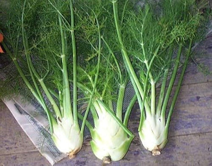 Sweet Florence Fennel (Foeniculum vulgare Azoricum) Herb Vegetable Flower Seeds