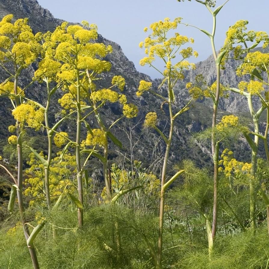 Giant Fennel (Ferula communis gigantea) Yellow Flower Herb Seeds