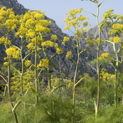 Giant Fennel (Ferula communis gigantea) Yellow Flower Herb Seeds
