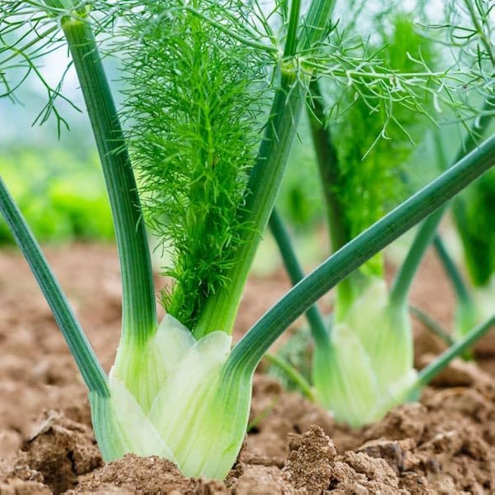 Sweet Florence Fennel (Foeniculum vulgare Azoricum) Herb Vegetable Flower Seeds