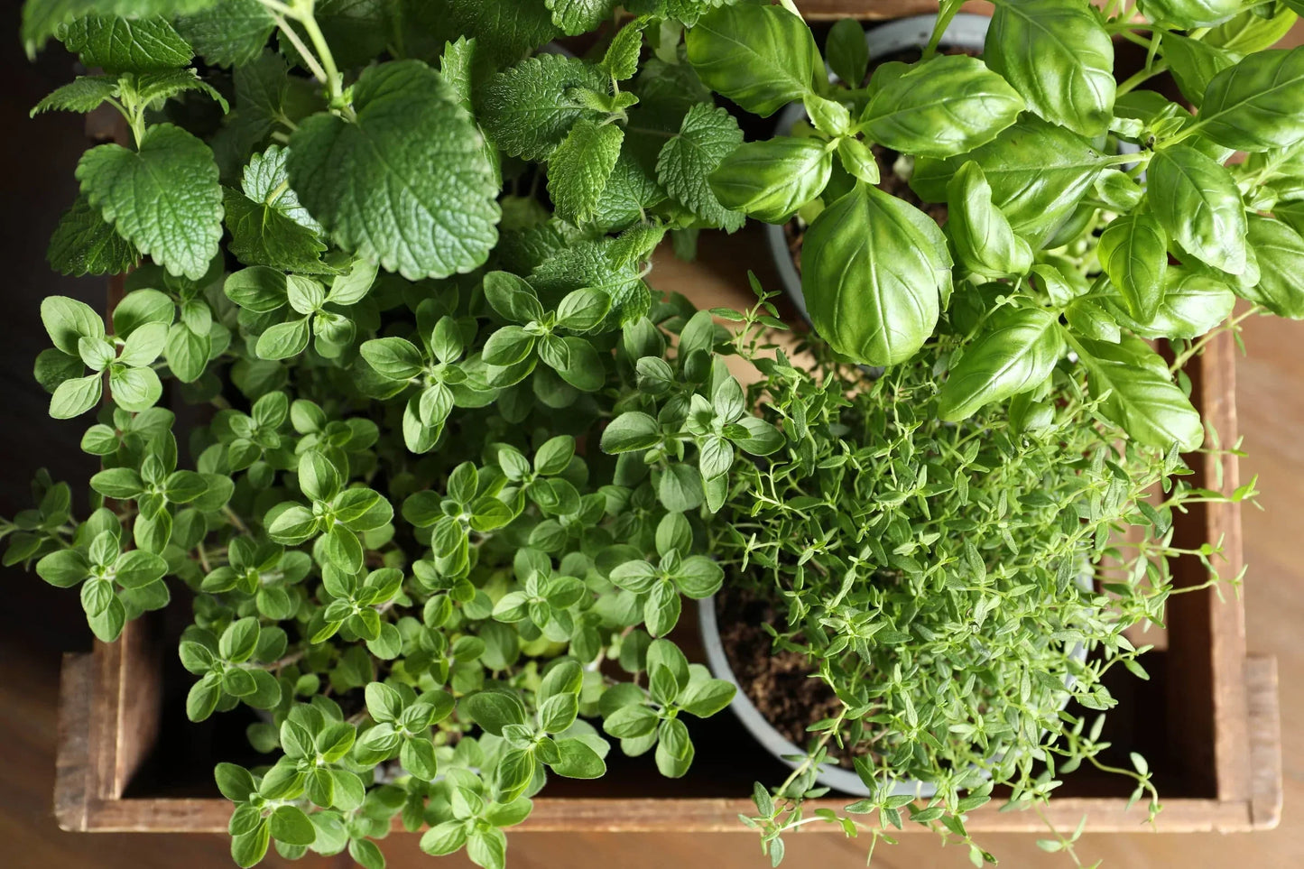 Aromatic Herb Seeds: Planting Foeniculum