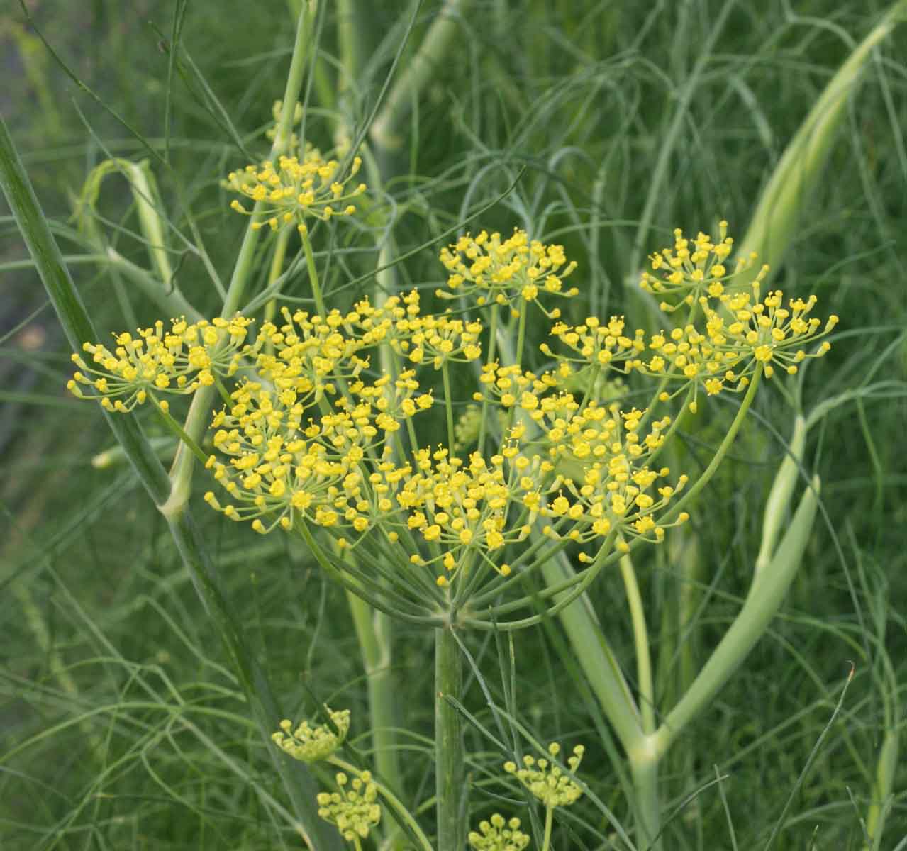 Fennel Foeniculum Vulgare Seeds heirloom non-gmo organic garden seeds