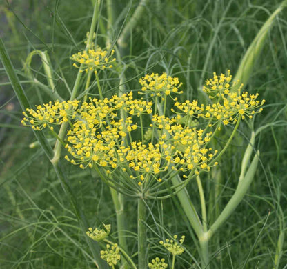 Fennel Foeniculum Vulgare Seeds heirloom non-gmo organic garden seeds