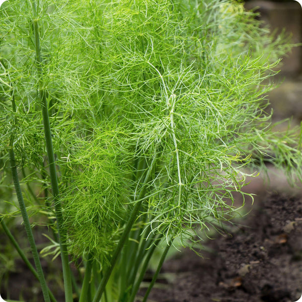 Fennel Seeds Grosfruchtiger Foeniculum Vulgare heirloom non-gmo organic garden seeds