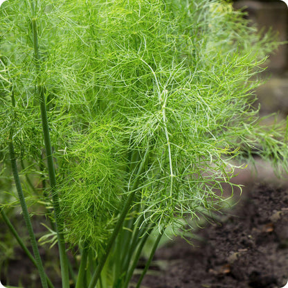 Fennel Seeds Grosfruchtiger Foeniculum Vulgare heirloom non-gmo organic garden seeds