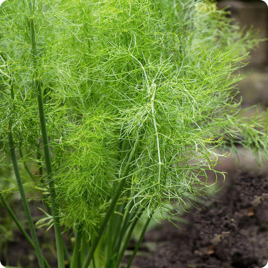 Fennel Seeds Grosfruchtiger Foeniculum Vulgare heirloom non-gmo organic garden seeds