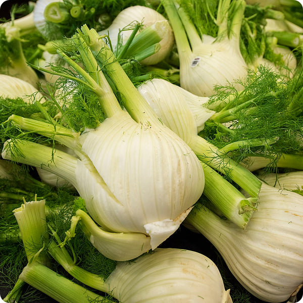 Fennel Seeds Perfection Foeniculum Vulgare heirloom non-gmo organic garden seeds