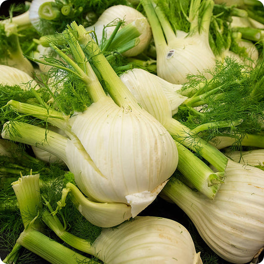 Fennel Seeds Perfection Foeniculum Vulgare heirloom non-gmo organic garden seeds