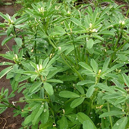 Fenugreek (Trigonella foenum-graecum) Herb Flower Seeds