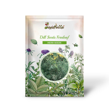 Dill Seeds - Fernleaf (Anethum graveolens)