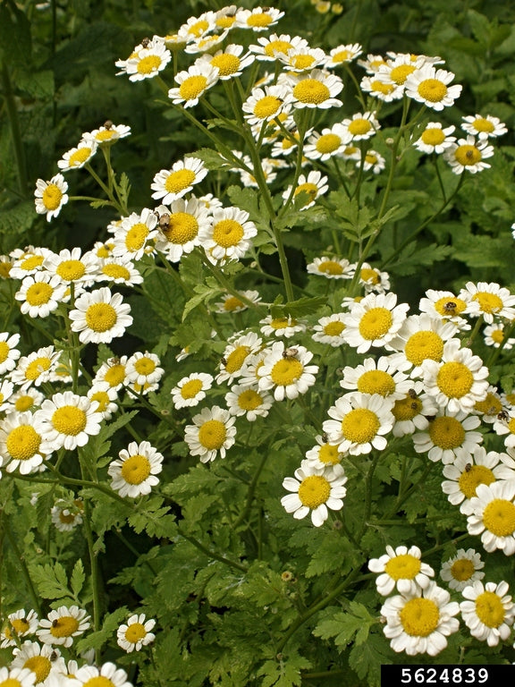 Feverfew (Tanacetum parthenium) Seeds